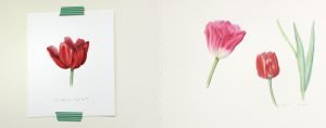 Curso Online Beta: Tulipanes, un clásico de la Ilustración Botánica. @ Escuela Online