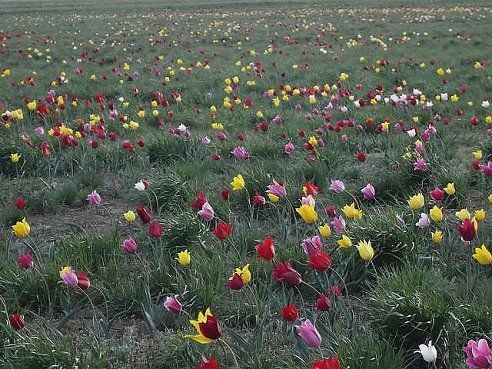 pradera tulipanes Mi Naturalismo